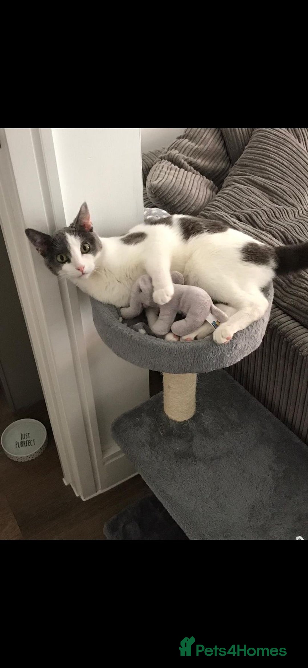 British Shorthair cats for sale: 4 Year Old Female - Image 2