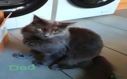 Mixed Breed cats for sale: Beautyfull fluffy kittens ragcoon - tuxedo cross  - Image 26