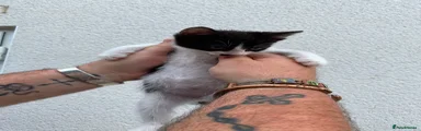 Mixed Breed Kitten 4