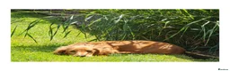 Miniature Dachshund dogs for sale: Long Haired Miniature Dachshund in Stoke-on-Trent - Advert 3