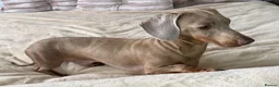 Miniature Dachshund dogs for stud: Miniature dachshund stud Isabella & tan  in Ferryhill - Advert 6