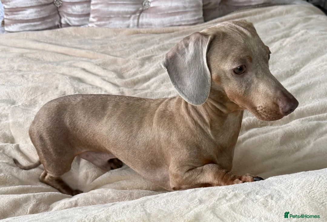 Miniature Dachshund dogs for stud: Miniature dachshund stud Isabella & tan  in Ferryhill - Advert 6
