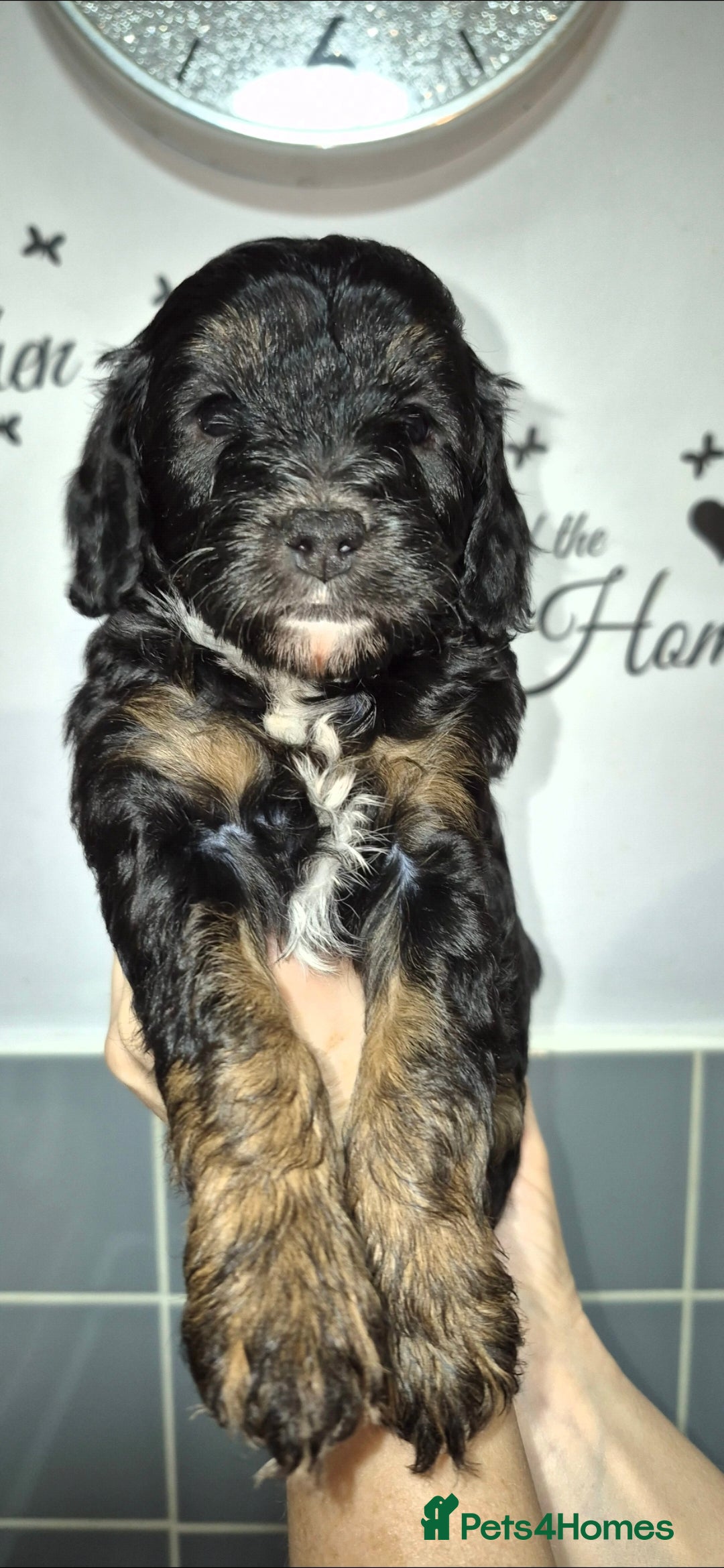 Cavapoo dogs for sale: F2B cavapoo puppies - Advert 2