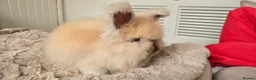 Angora rabbits for sale: 🐰English angora last boy ready now🐰 - Advert 6