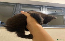 Mixed Breed cats for sale: Adorable kittens for sale - Image 8