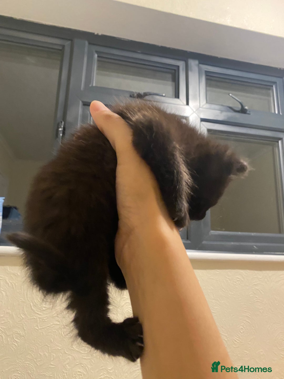 Mixed Breed cats for sale: Adorable kittens for sale - Image 8