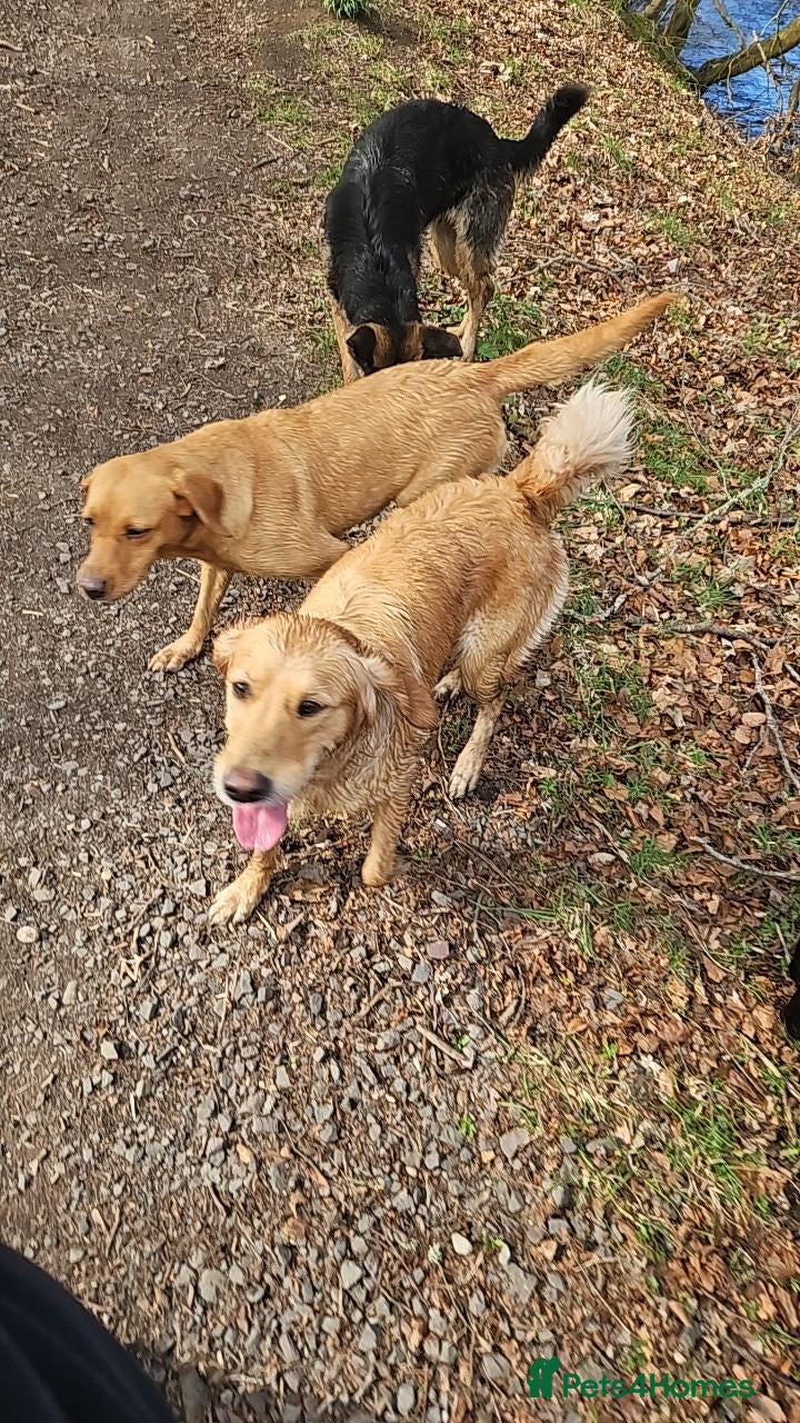 Golden Retriever dogs Kc registered golden retriever pup last of litter - Advert 1