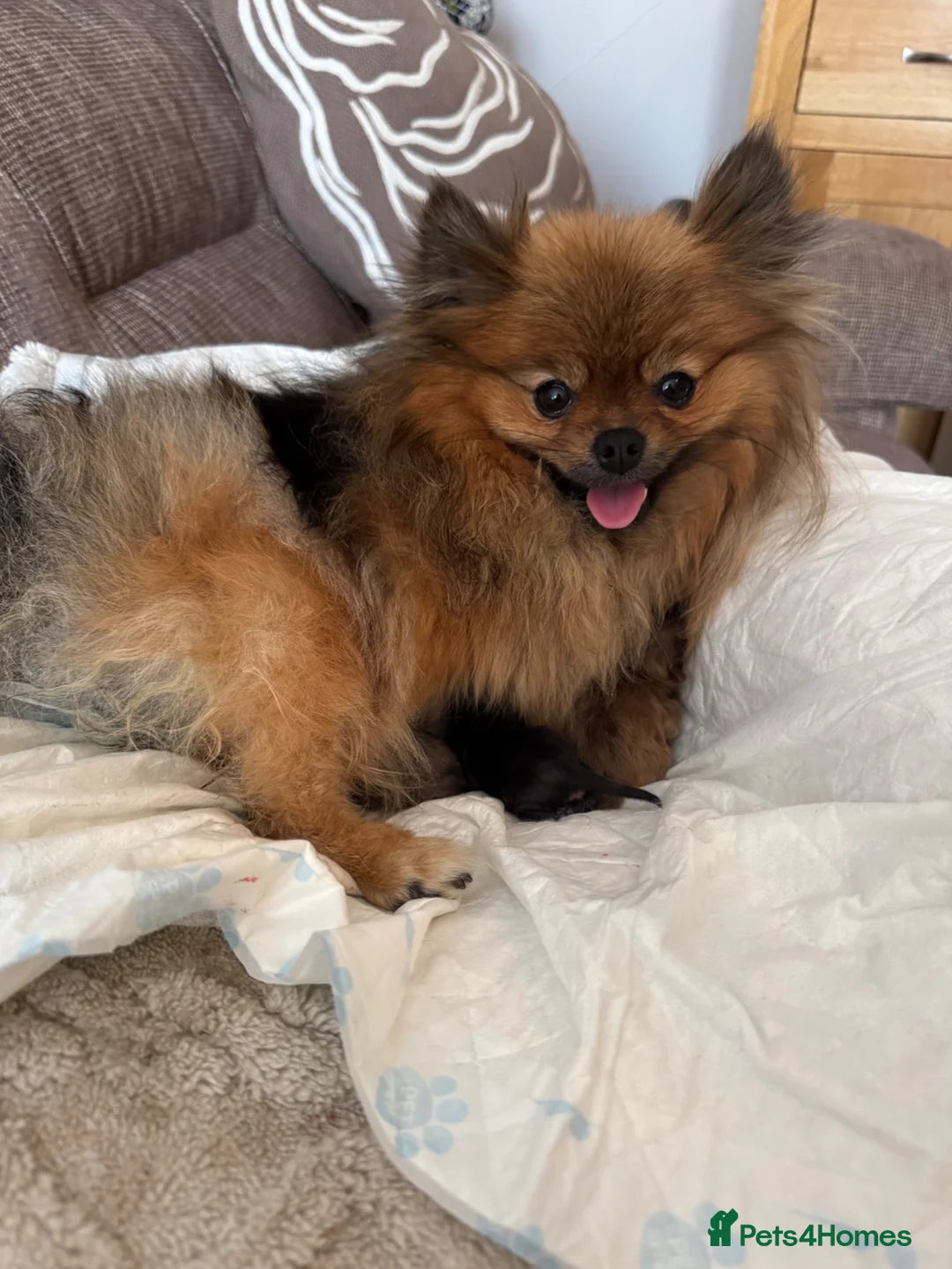 Pomeranian dogs for sale: Exclusive Stunning KC reg Teddy Bear Poms - Advert 2