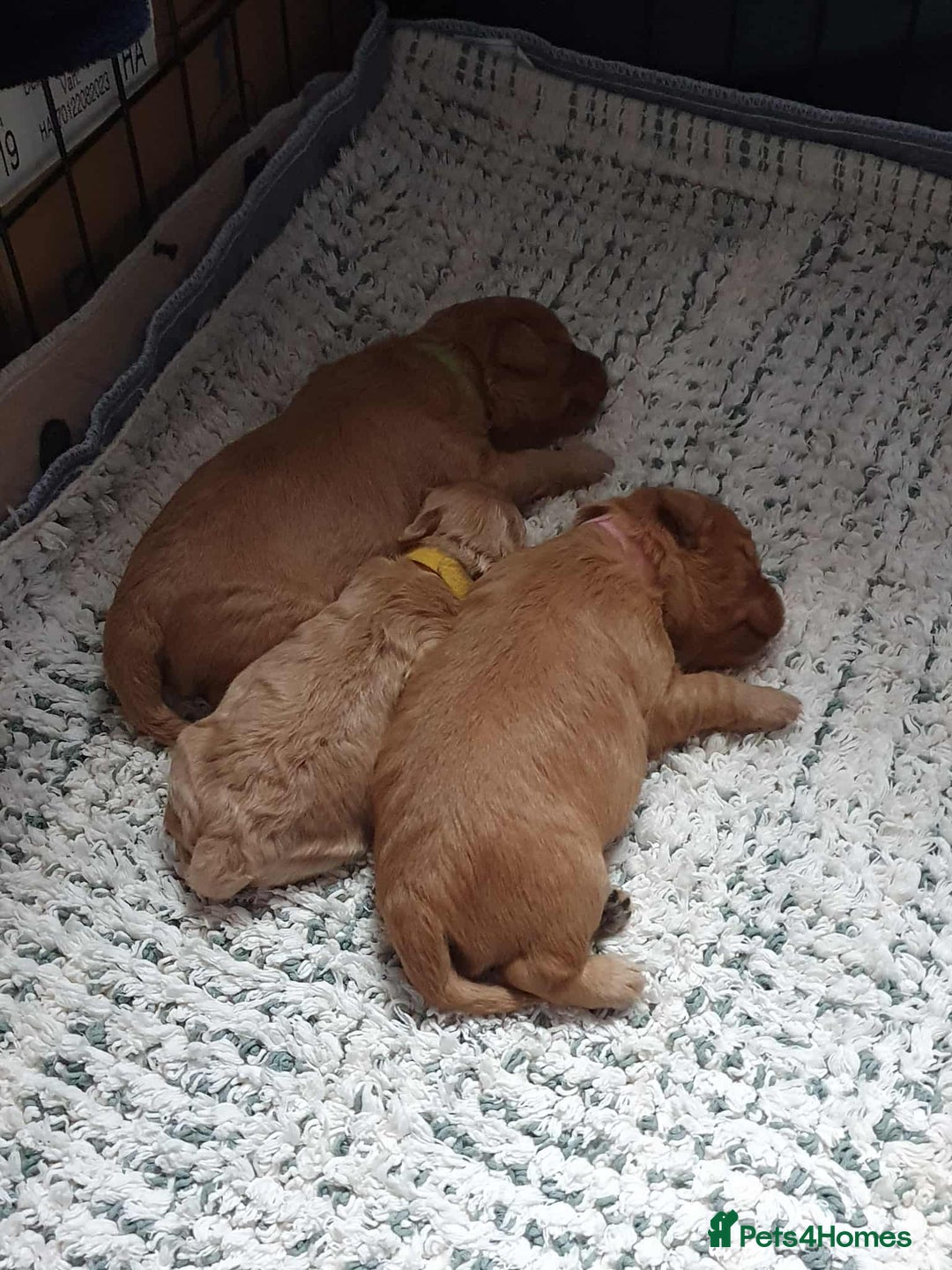 Mixed Breed dogs for sale: Beautiful red and fawn colour Cavapoochons pups - Advert 27