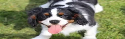 Cavalier King Charles Spaniel dogs for sale: Beautiful Cavalier King Charles Spaniel male  - Advert 19