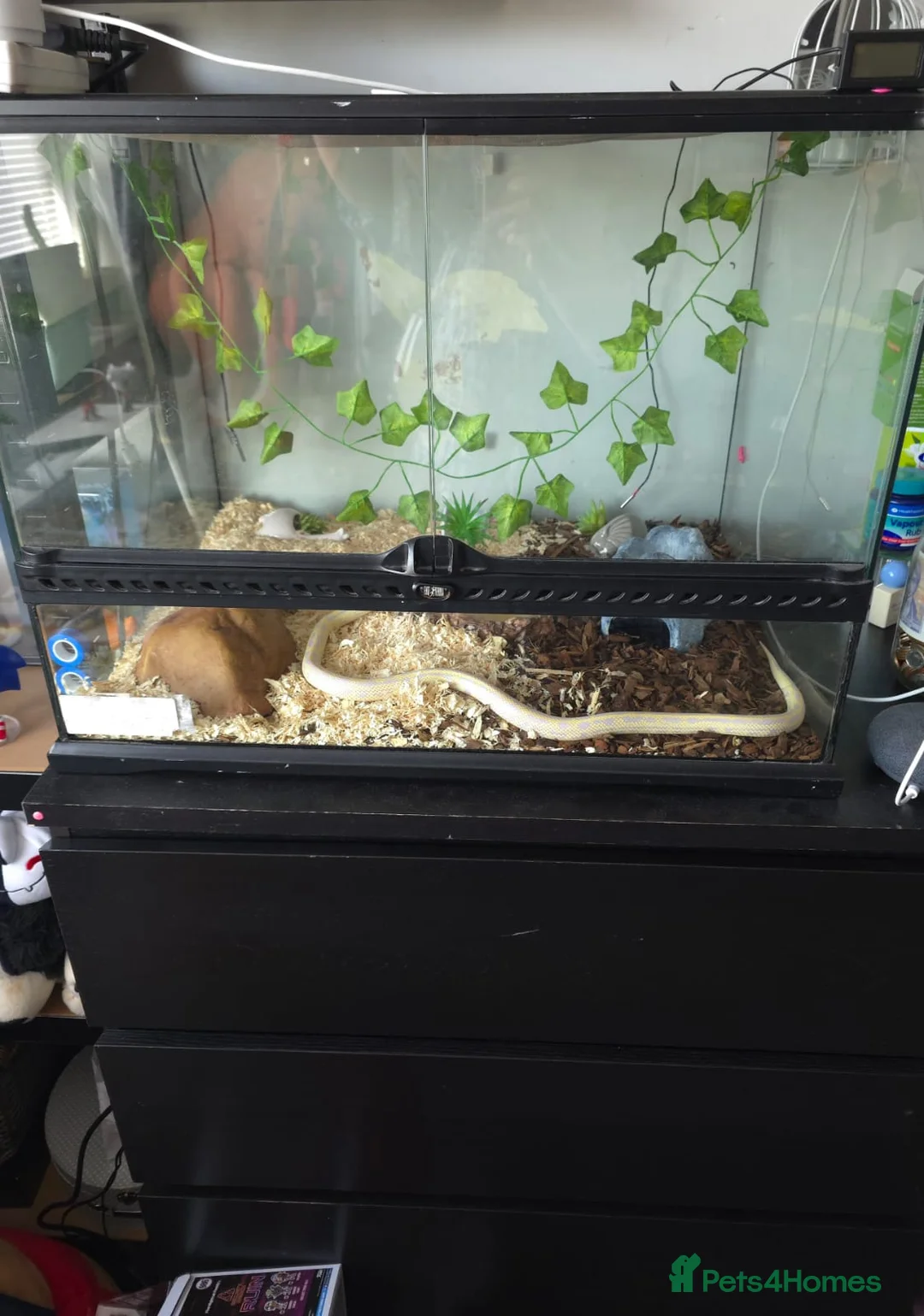 King Snake reptiles for sale: Californian king snake (albino) in Newark - Advert 1