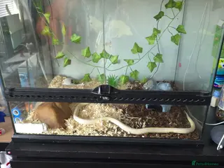 King Snake reptiles Californian king snake (albino) - Advert 4