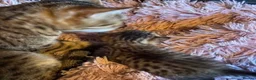 Savannah cats for sale: Gorgeous Spotty Savannah Babies - 2 Girls Left  - Advert 15