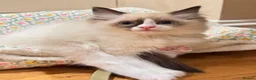 Ragdoll cats for sale: Adorable little Ragdolls  - Advert 4
