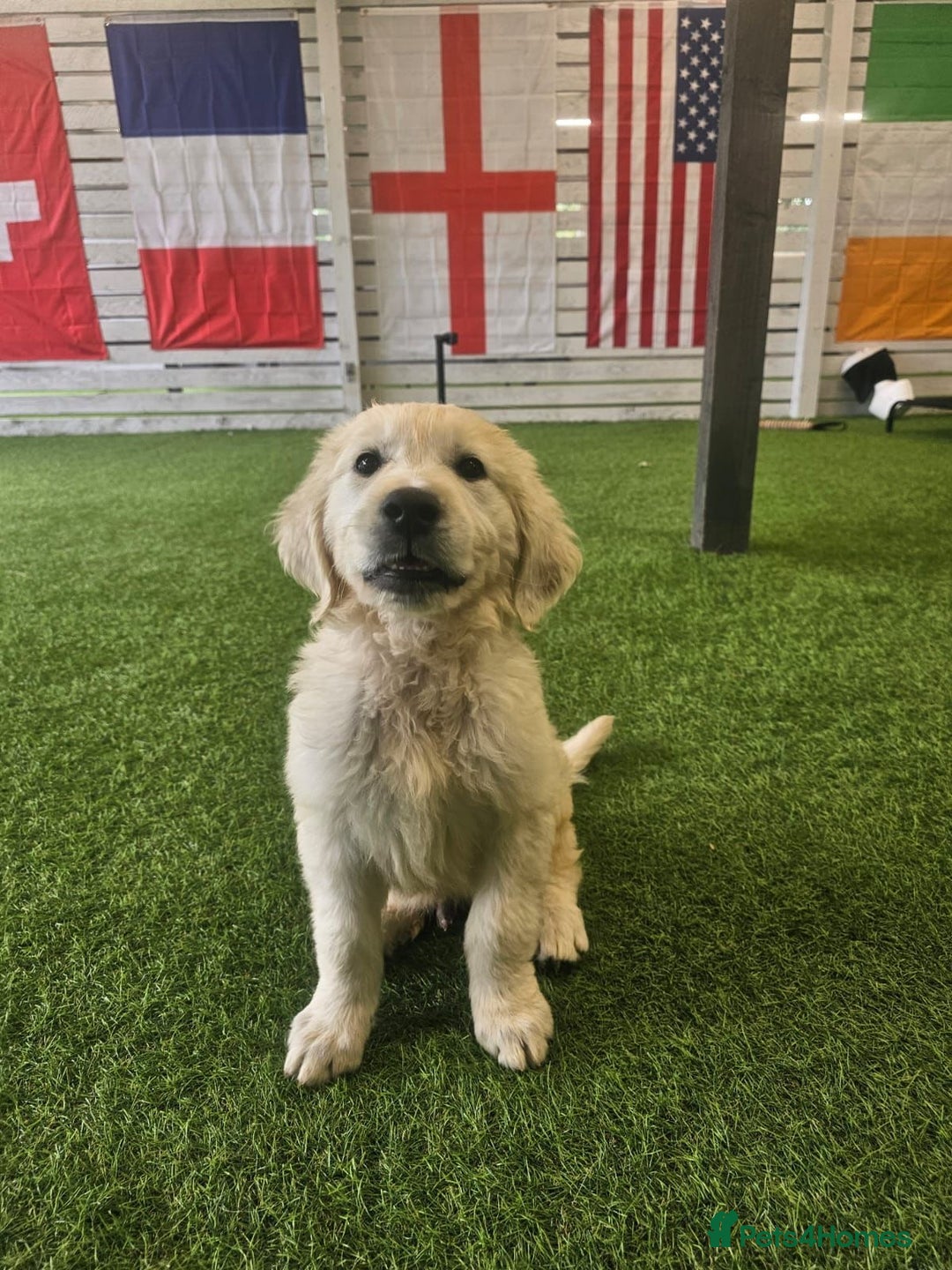 Golden Retriever dogs for sale: Fully Trained Golden Retriever for sale  - Advert 3
