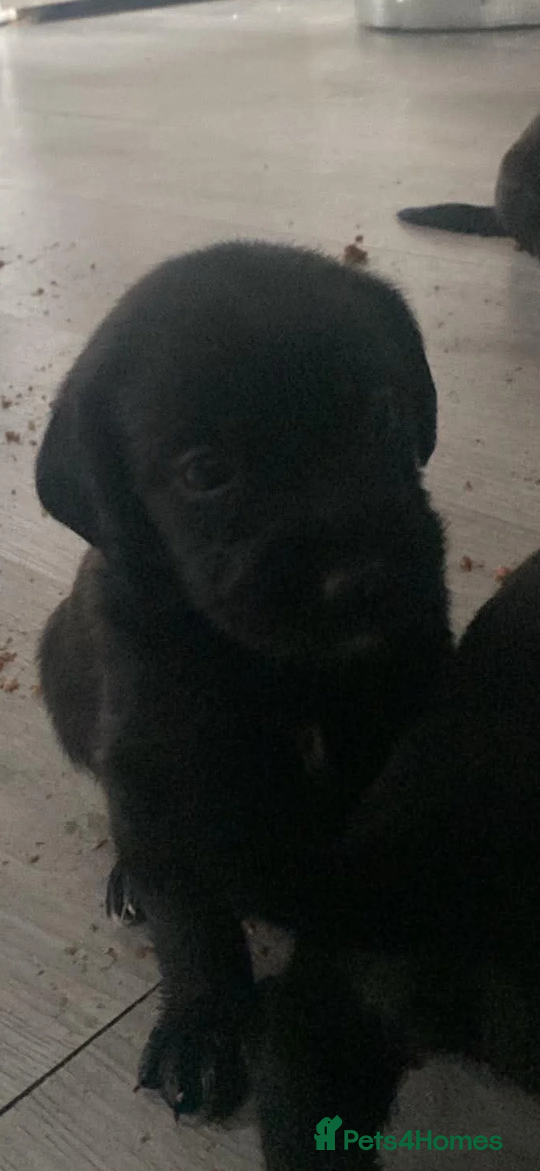 Mixed Breed dogs for sale: Labrador cross cockapoo - Advert 2