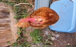 Chickens poultry for sale: Healthy, Happy ISA Brown Hen - Image 10
