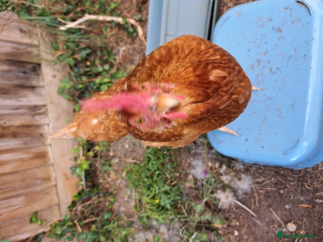Chickens poultry for sale: Healthy, Happy ISA Brown Hen - Image 10