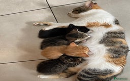 Mixed Breed cats for sale: ADOPT NOW! SWEET BLACK TUXEDO MALE TABBY LEFT - Image 9