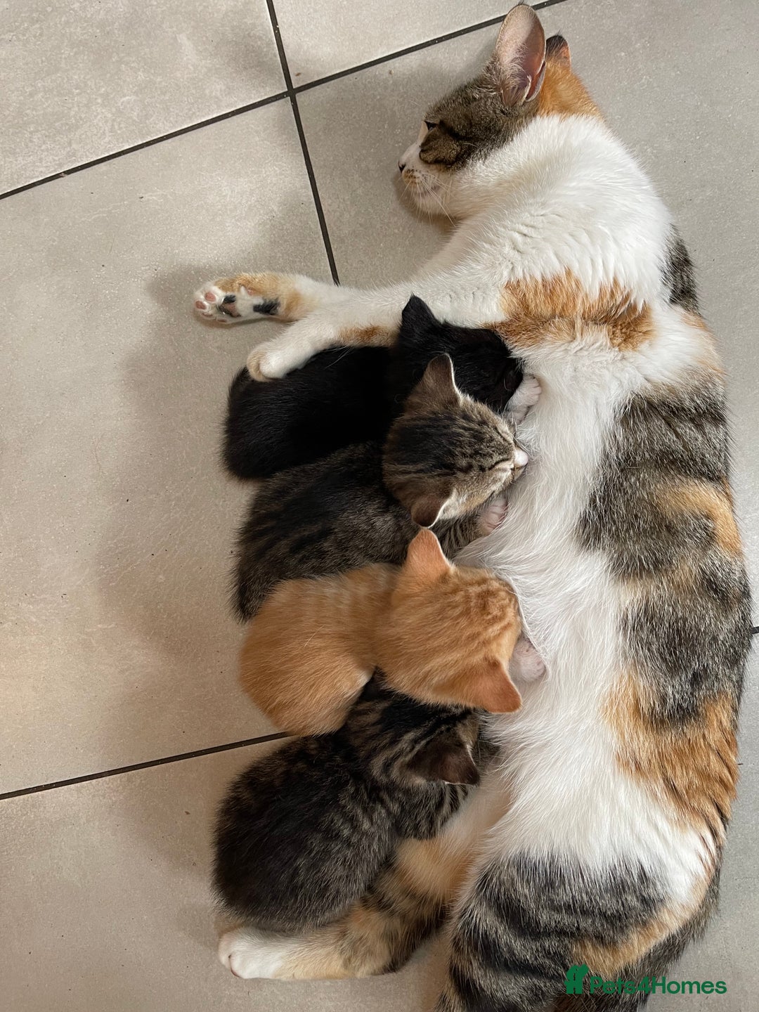 Mixed Breed cats for sale: ADOPT NOW! SWEET BLACK TUXEDO MALE TABBY LEFT - Image 9