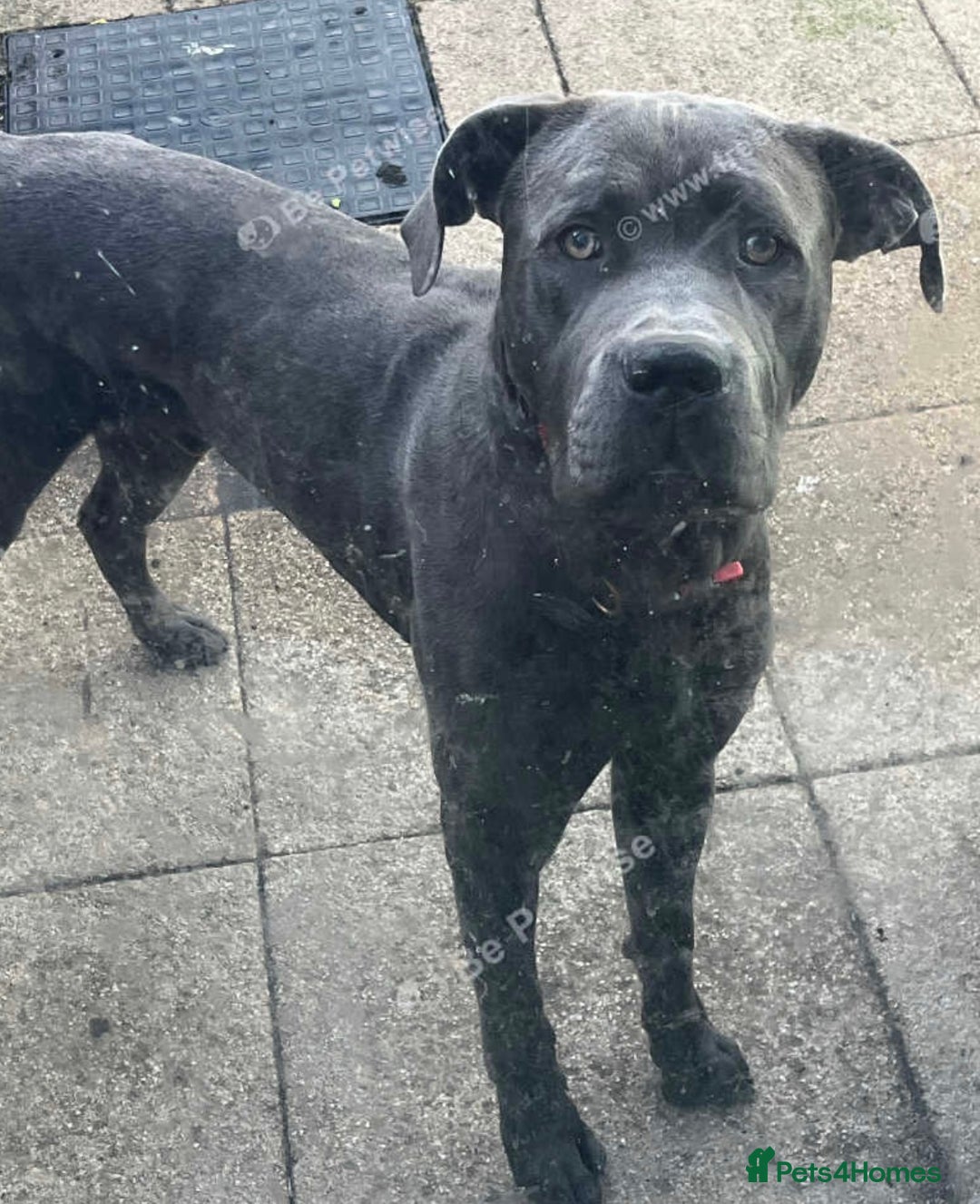 Cane Corso dogs for sale: Rehoming Koa  - Advert 4