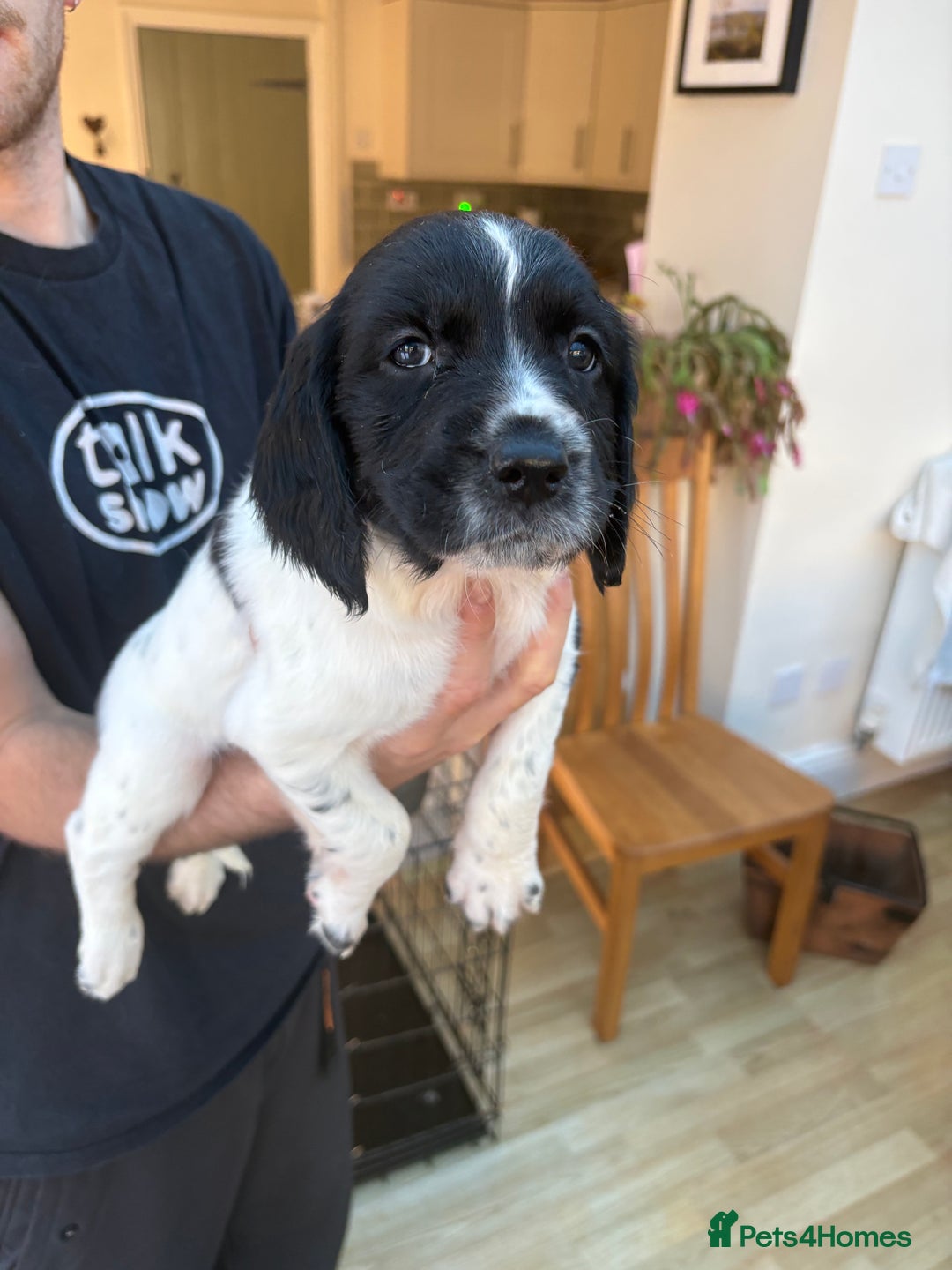 English Springer Spaniel dogs for sale: Springer Spaniel Puppies - mixed colours  - Advert 5