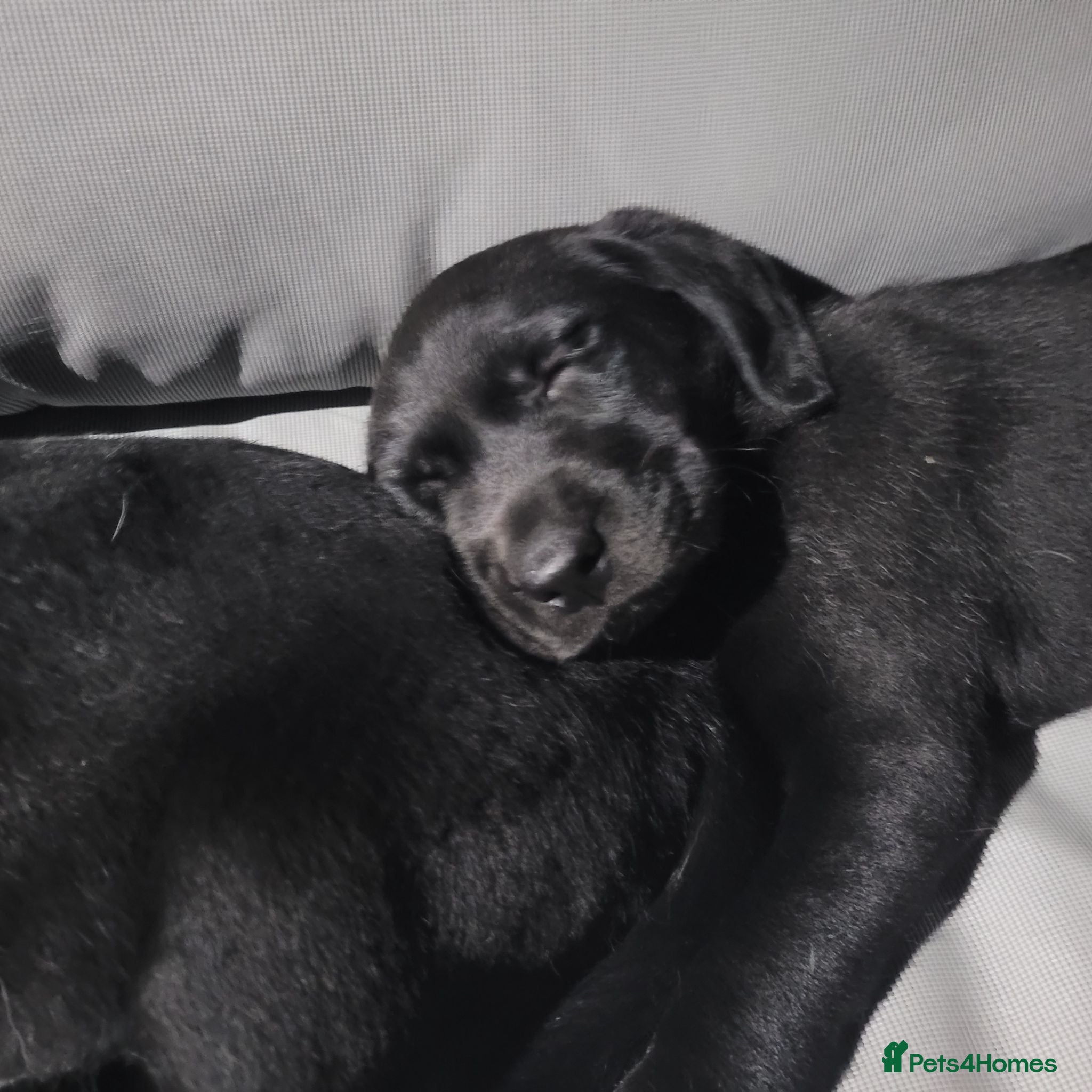Labrador Retriever dogs Working Labrador Puppies for Sale! - Advert 11