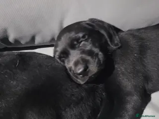 Labrador Retriever dogs Working Labrador Puppies for Sale! - Advert 11