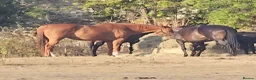 English Thoroughbred horses for sale: Stunning Chestnut mare 17hh - Advert 8