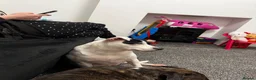 Staffordshire Bull Terrier dogs for sale: Daisy and Burrito - Lovely staffies - Advert 2