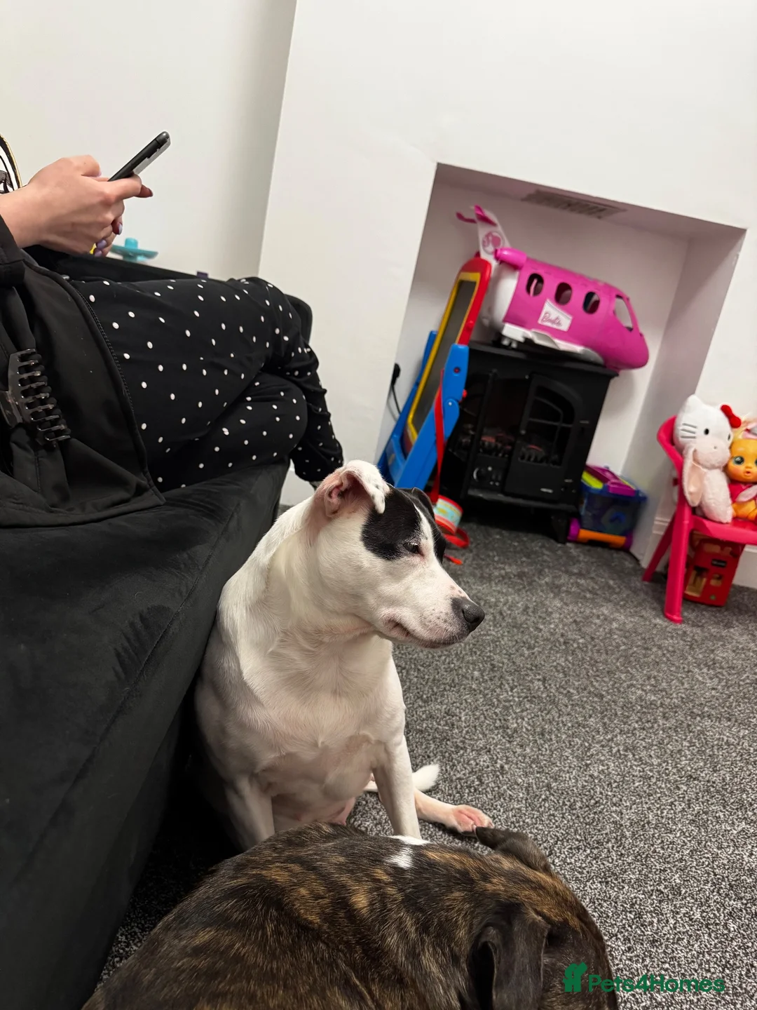 Staffordshire Bull Terrier dogs for sale: Daisy and Burrito - Lovely staffies - Advert 2