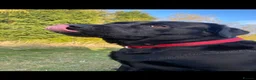 Labrador Retriever dogs for stud: Labrador stud  in Crook - Advert 3