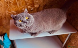British Shorthair cats for stud: ⭐️LILAC STUD BOY ( GCCF, TICA REG )  in Preston - Image 3