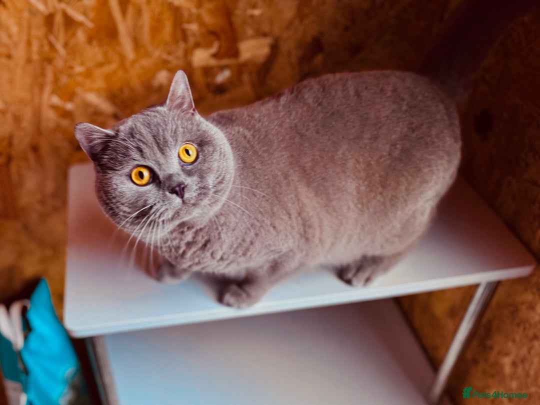 British Shorthair cats for stud: ⭐️LILAC STUD BOY ( GCCF, TICA REG )  in Preston - Image 3