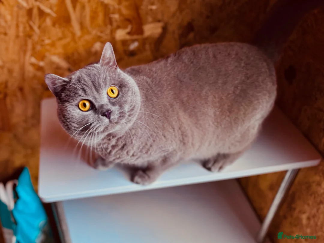 British Shorthair cats for stud: ⭐️LILAC STUD BOY ( GCCF, TICA REG )  in Preston - Advert 3