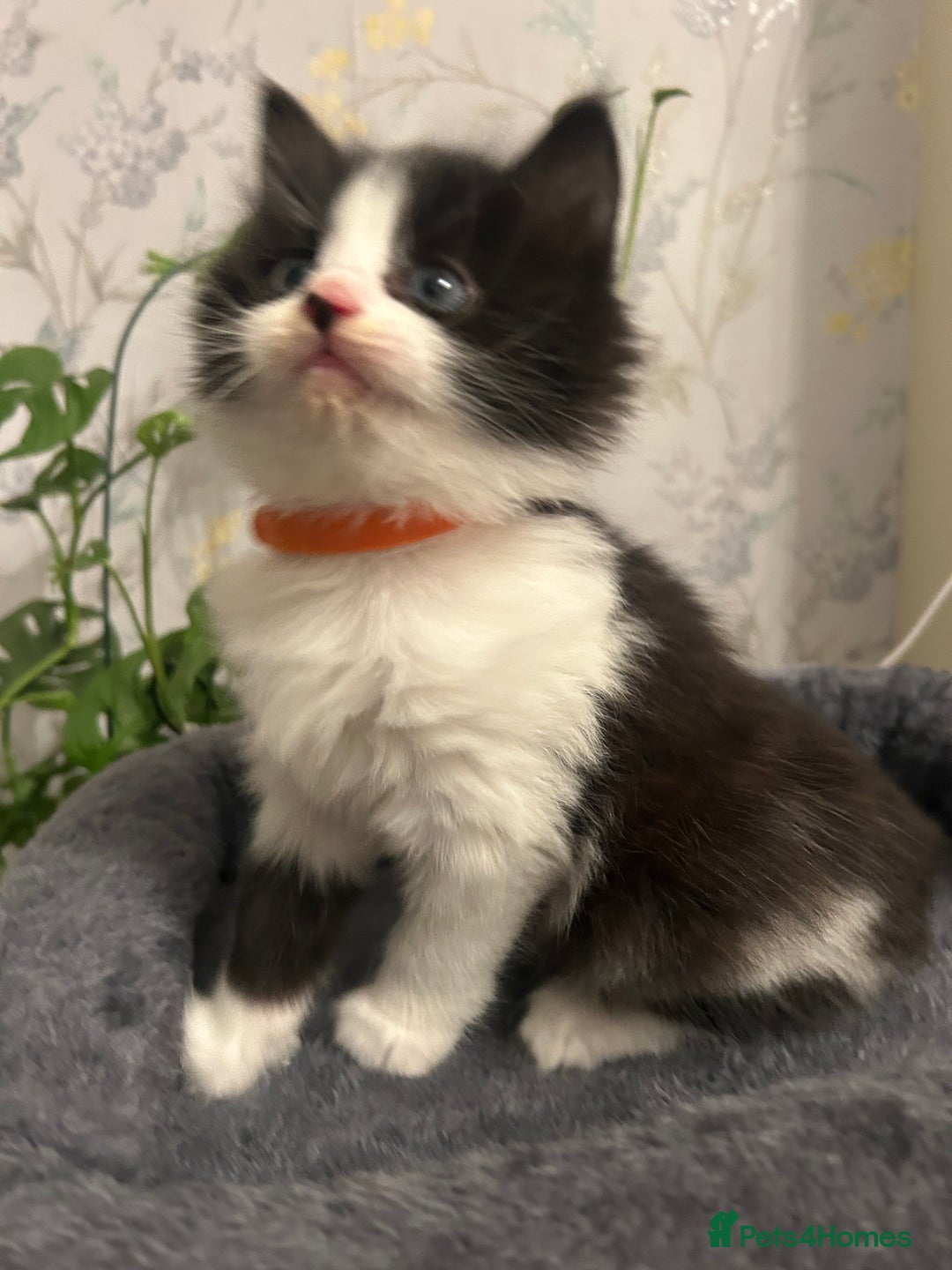 British Longhair cats for sale: Gorgeous Friendly Kittens - Advert 18
