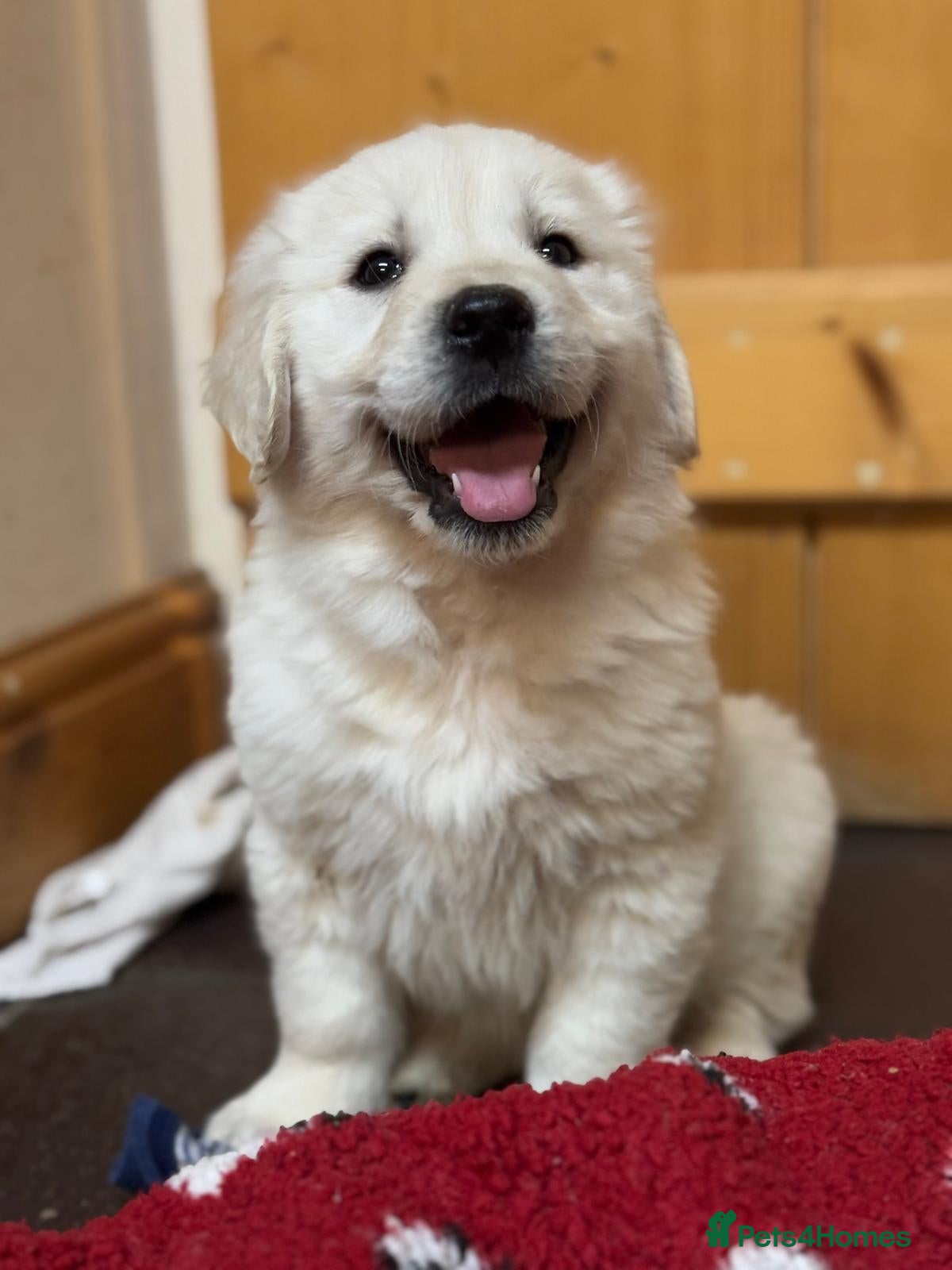 Golden Retriever dogs Extensively Health Tested & Kids Best friends - Advert 6