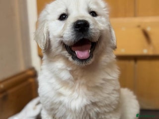 Golden Retriever dogs Extensively Health Tested & Kids Best friends - Advert 9