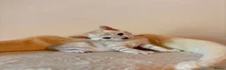 Bengal cats for sale: Tempest Bengala TICA registered kittens  - Advert 21