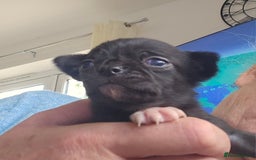 Chihuahua dogs for sale: Beautiful  Blue and Merle Chihuahua  - Image 14