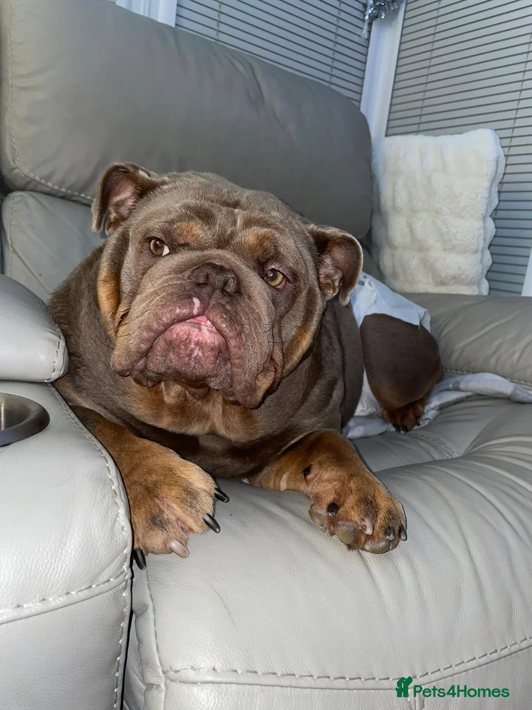 English Bulldog dogs for sale: English bulldog girl  - Advert 2