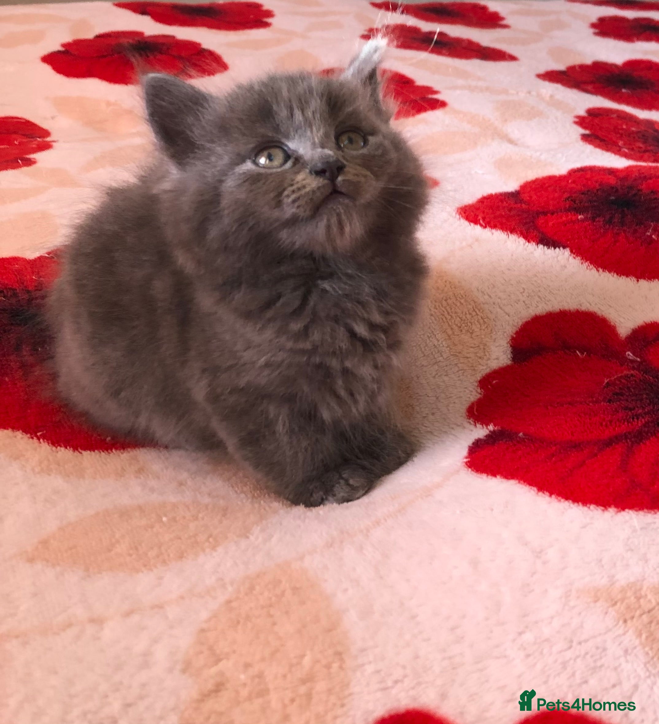 Mixed Breed cats Stunning Birman/Russian Blue Cross - Advert 2