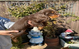 Cocker Spaniel dogs for sale: Cocker spaniel puppies  - Image 15
