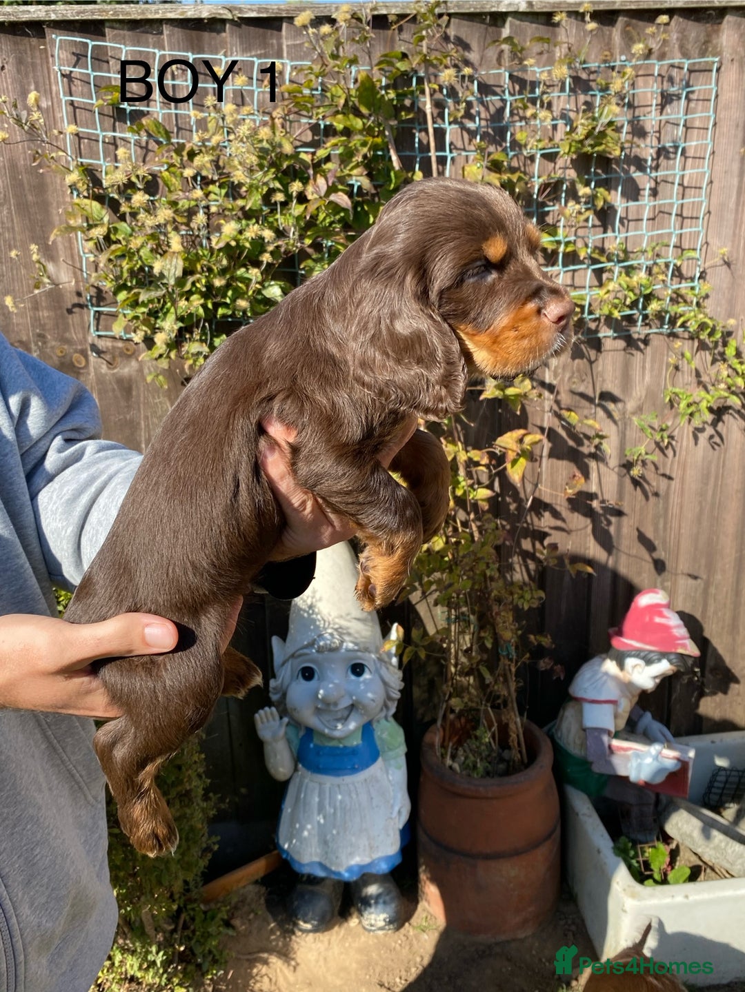 Cocker Spaniel dogs for sale: Cocker spaniel puppies  - Image 15