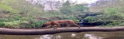 Rhodesian Ridgeback dogs for stud: Athletic RR for stud  - Advert 5