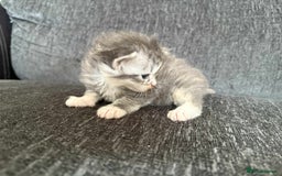 Maine Coon cats for sale: 3/4 maine coon kittens  - Image 11