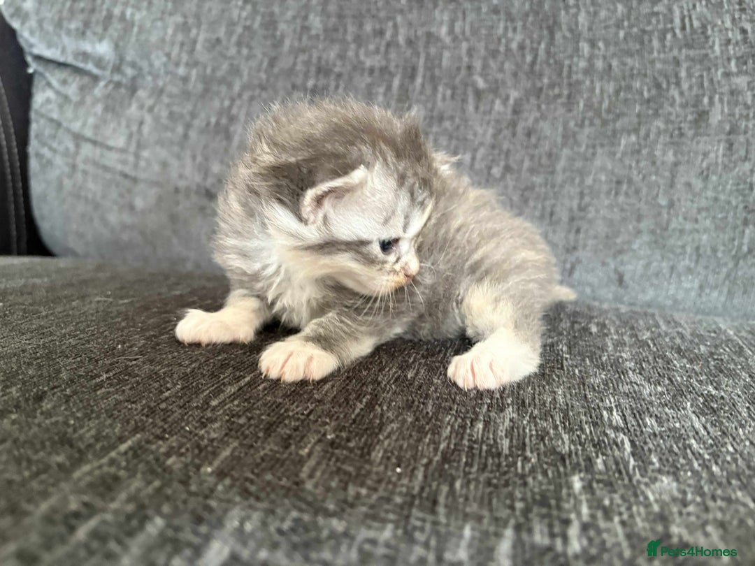 Maine Coon cats for sale: 3/4 maine coon kittens  - Image 11