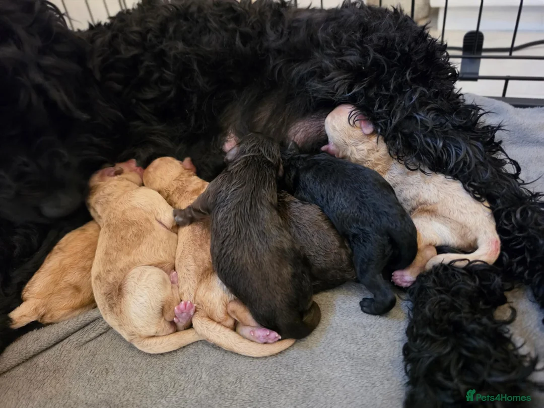 Cockapoo dogs for sale: Beautiful F1B Cockapoos 🐶 - Advert 35