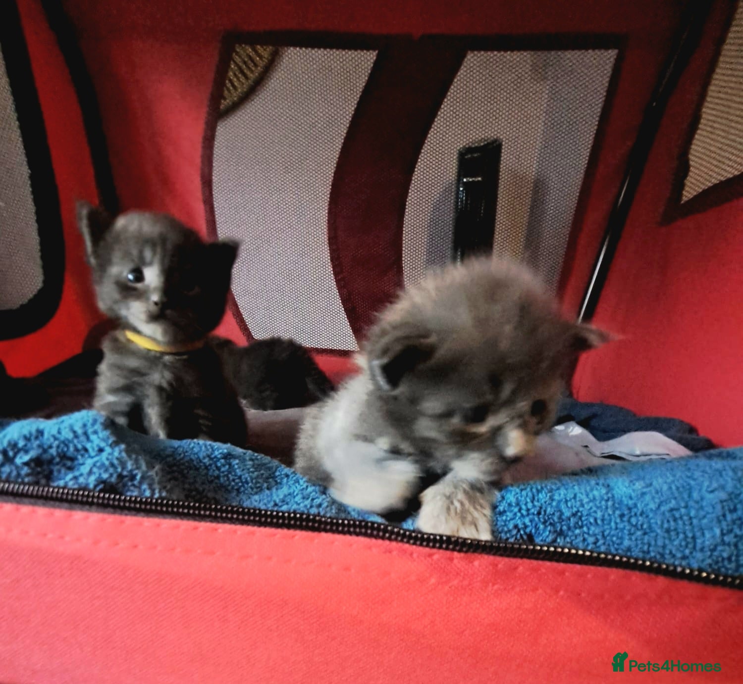 Maine Coon cats GCCF Maine coon litter  - Advert 4