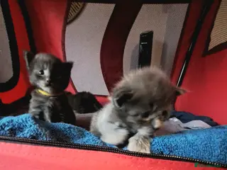 Maine Coon cats GCCF Maine coon litter - Advert 4